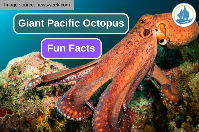 11 Impressive Facts about Giant Pacific Octopus